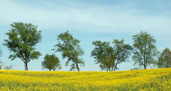 trees  yellow.jpg