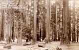 Redwood Highway California... notice  the old cars