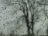 A tree with raindrops<br>9443a