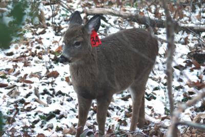 Deer 34, Snow