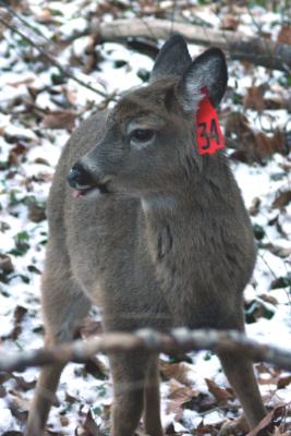 Deer 34, Snow, Tongue
