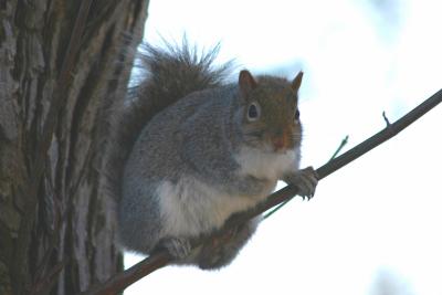Cold Squirrel in Tree