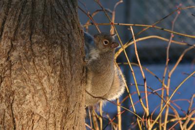 Squirrel in a Tree, Sunlight