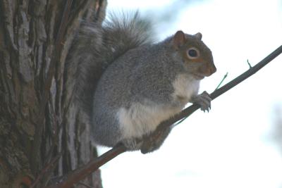 Cold Squirrel in Tree 2