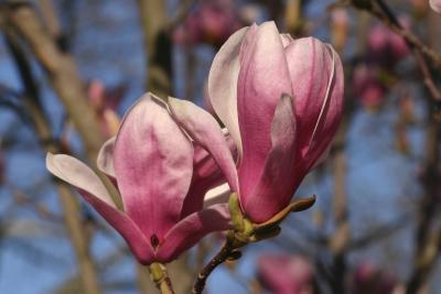 Magnolias 1