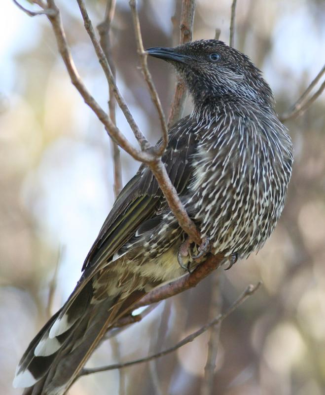 Little Wattlebird