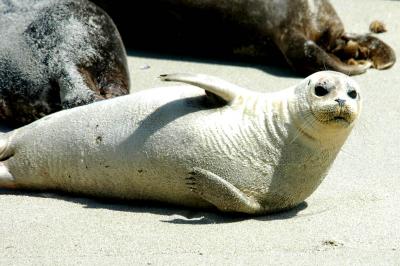 Sunning Seal