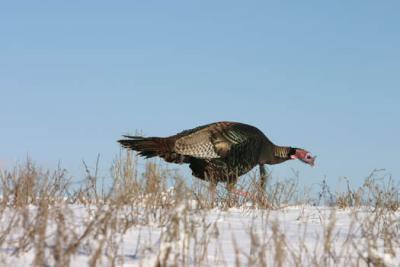 IMG_8678 Wild Turkey 12.jpg