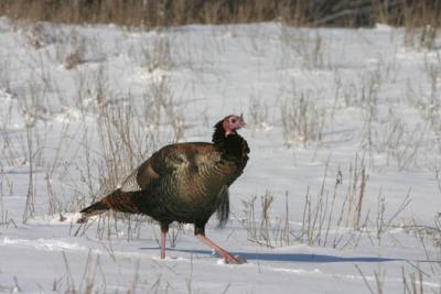 IMG_8657 Wild Turkey 13.jpg