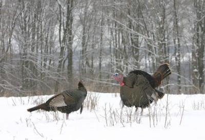 IMG_8152 Wild Turkey 14.jpg