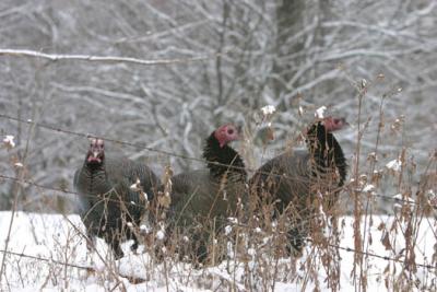 IMG_8115 Wild Turkey 16.jpg