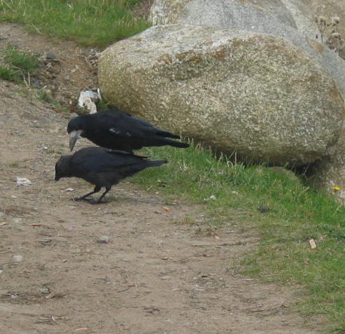 Mr and Mrs Crow

Courtown Harbour