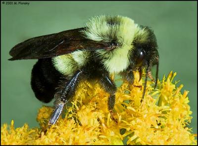 Bumble bee  profile