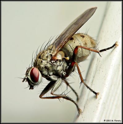 Flies (Ordinary)