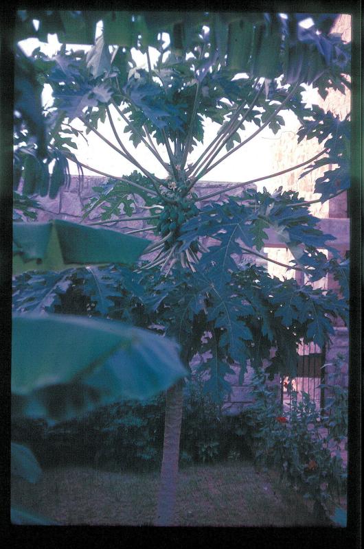 Papaya Tree