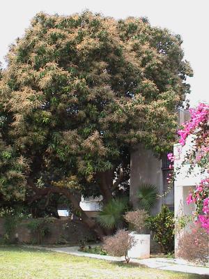 Huge mango tree