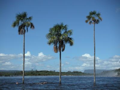 Palm trees in the water