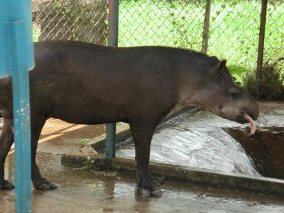 Pet tapir