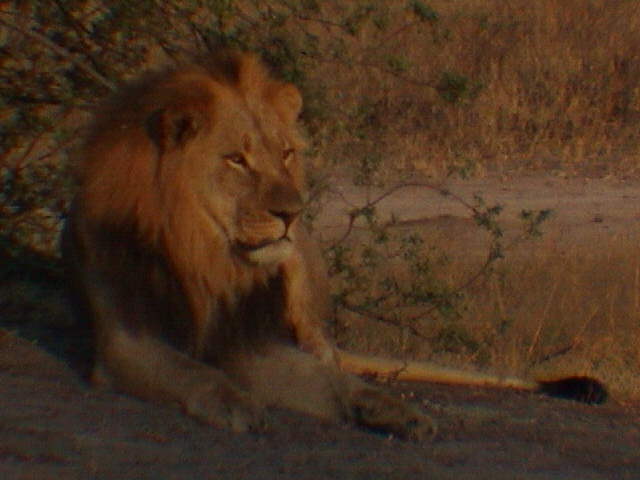 ZALI11.jpg