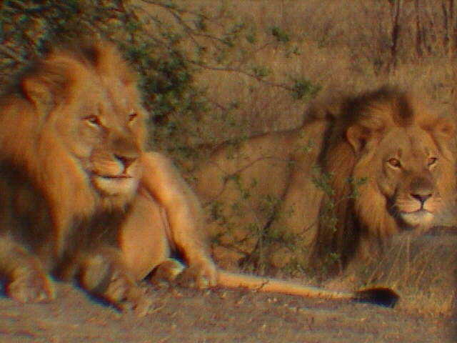 zali04.jpg