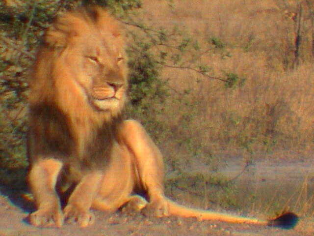 zali05.jpg