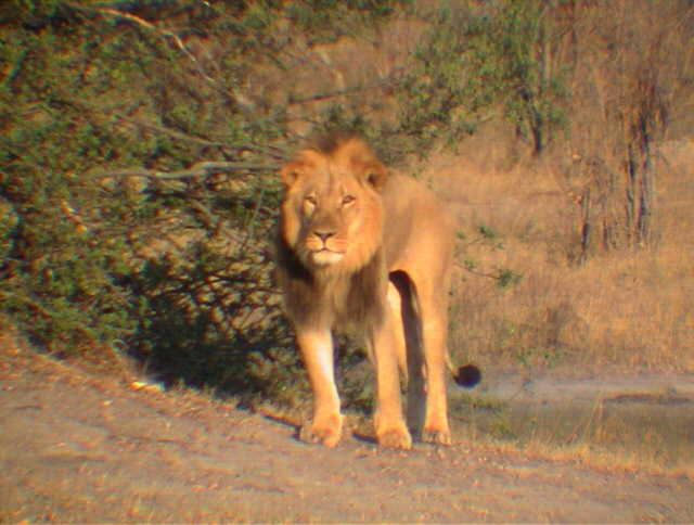zali06.jpg