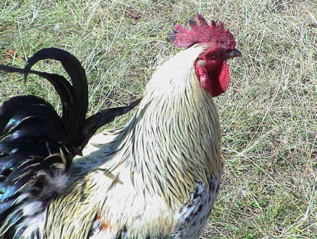 zami01.jpg