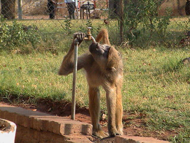 zamo08.jpg