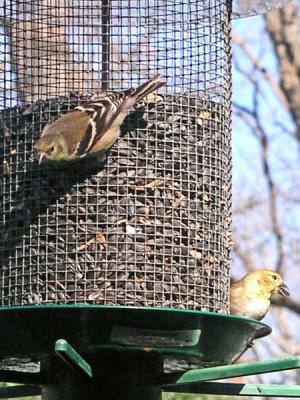 Finches feeding