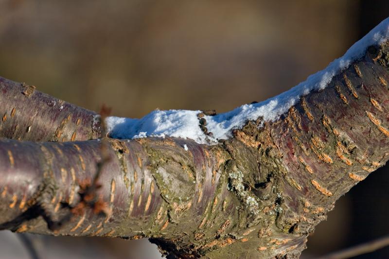 Cherry Tree.jpg