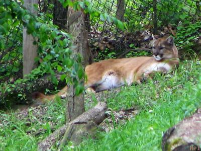 Illinois Cougar.jpg(365)