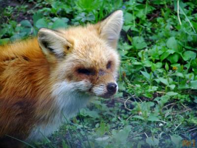 Red fox.jpg(418)