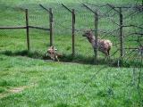 Deer/Elk