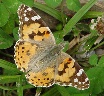 Painted Lady in Switzerland