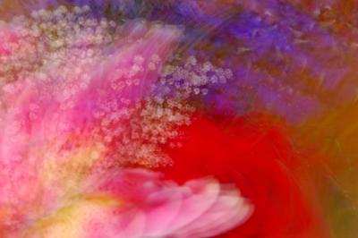 u15/mtf_foto_studies/medium/41936712.flowerabstract.jpg