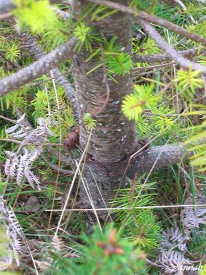 u15/muriah/medium/38918725.IMG_4658vvNeverSeenHiddenDeath.jpg