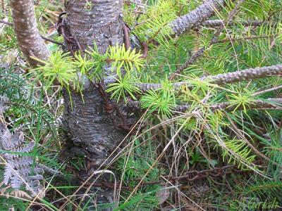 u15/muriah/medium/38918836.IMG_4659vvsmDeathGrip.jpg