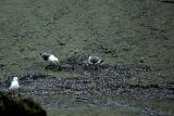 Gulls Feast - Vellela Jellyfish