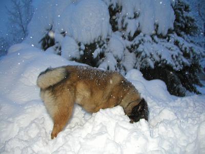 Misty in the snow