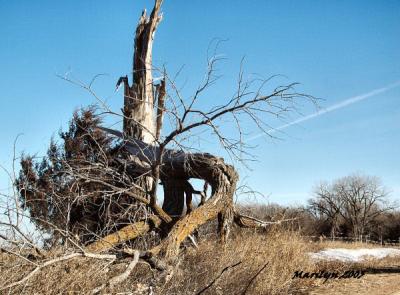 'sculpture in nature ... '