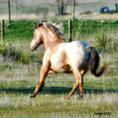 'wind in my mane ... '