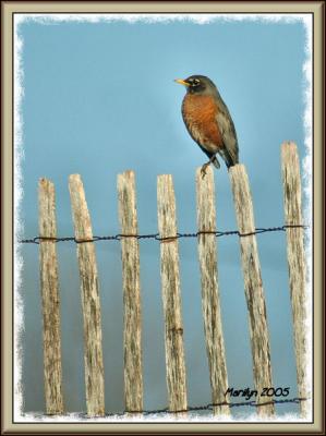 'sitting on the fence ... '