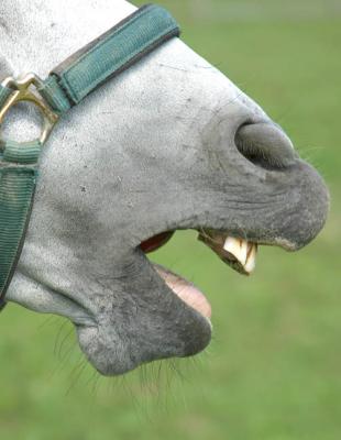 teeth copy.jpg