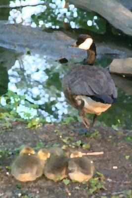 goslings