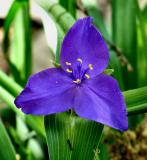 Spiderwort *