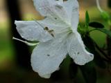 White Azalea