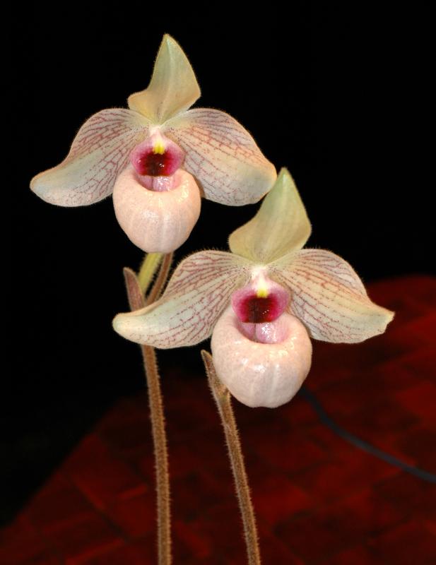 Paph. Harold Koopowitz