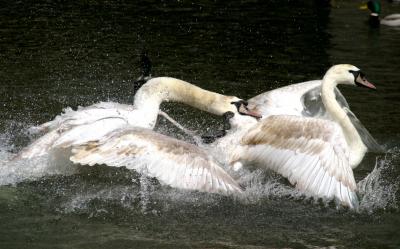  Fighting Swans