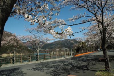 Cherry blossom