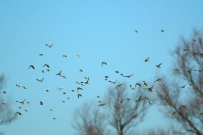 A flock of Goldfinch